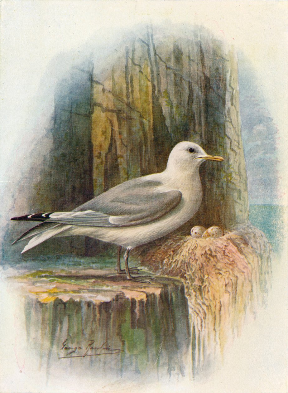 Kittiwake - Rissa tridactyla, c1910, 1910 od George James Rankin