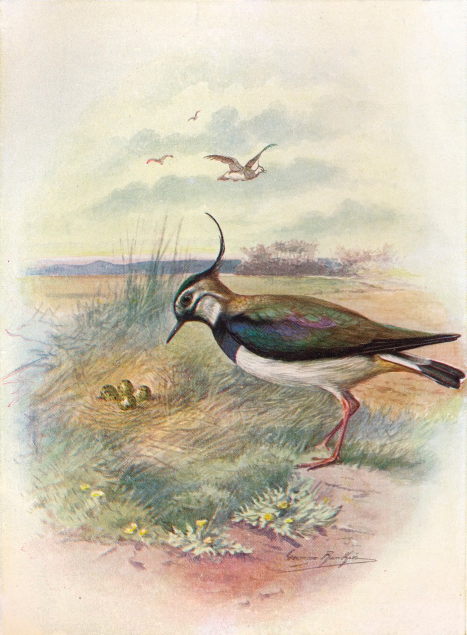 Čejka obecná nebo čejka obecná - Vnellus vulgaris, c1910, 1910 od George James Rankin