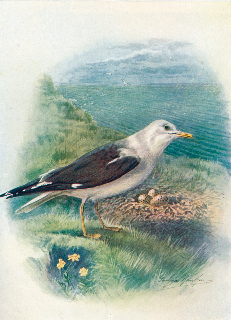 Racek malý - Larus fuscus, c1910, 1910 od George James Rankin