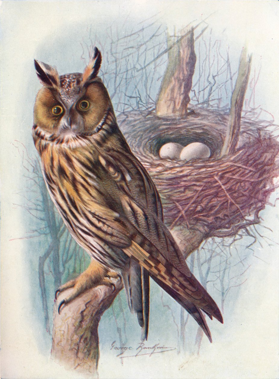 Sova ušatá - Asio otus, c1910, 1910 od George James Rankin