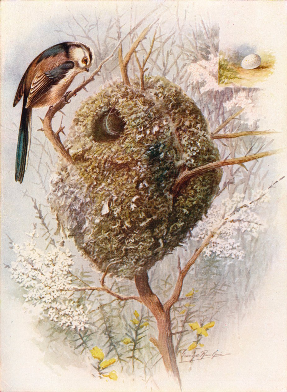 Sýkora dlouhoocasá - Acredula caudata, c1910, 1910 od George James Rankin