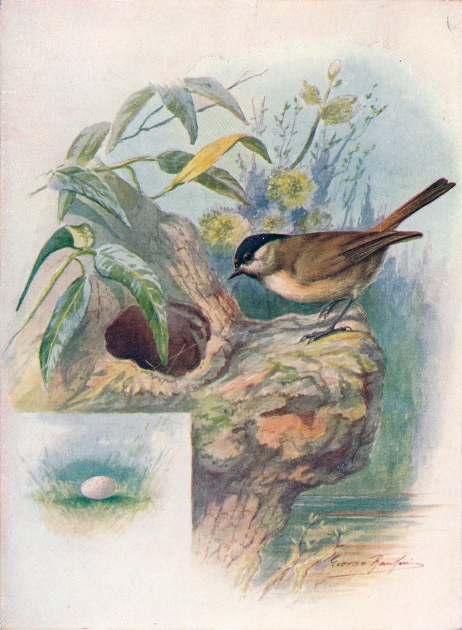 Sýkora bahenní - Parus palustris, c1910, 1910 od George James Rankin