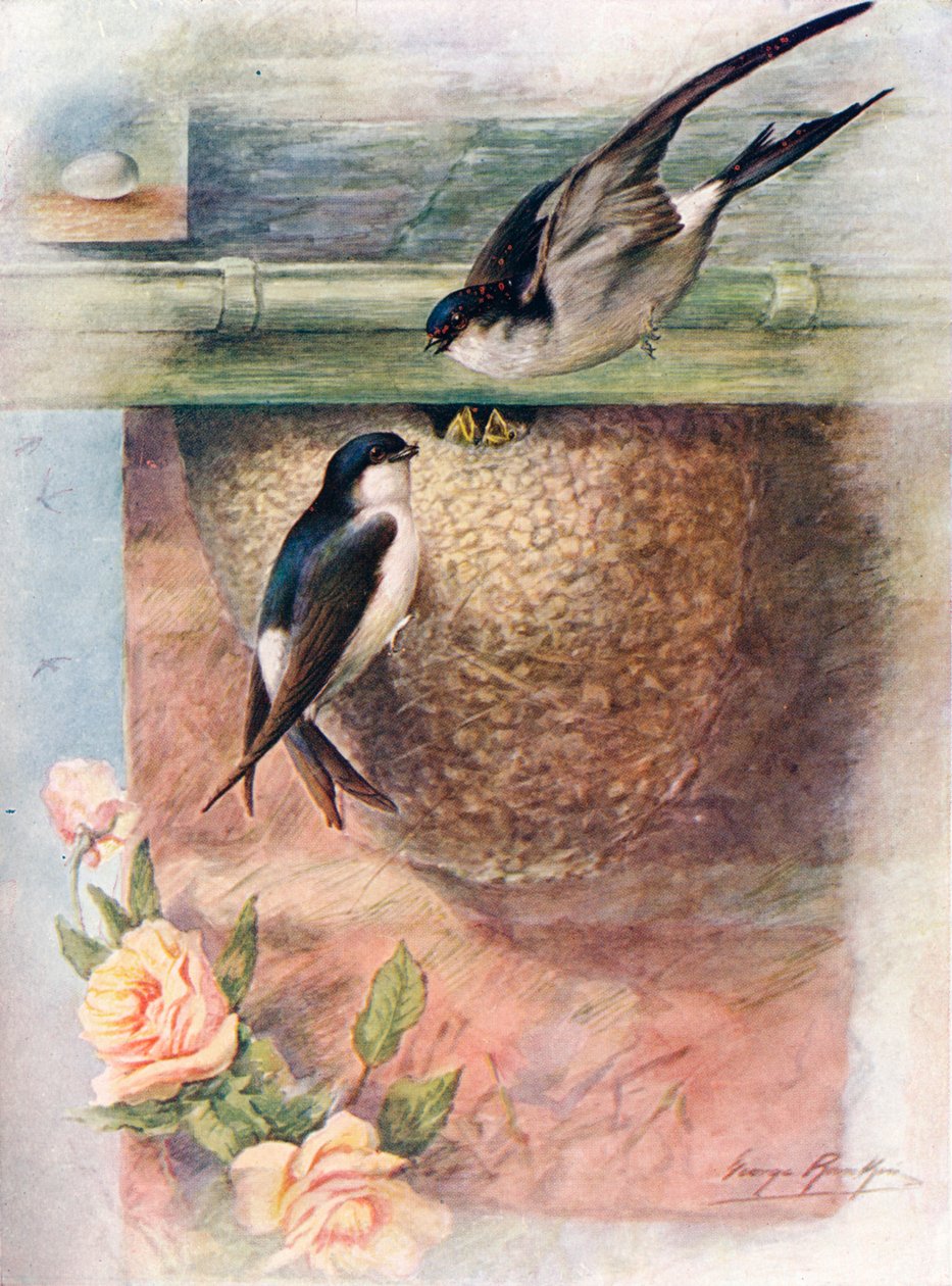 Martin - chelidon urbica, c1910, 1910 od George James Rankin