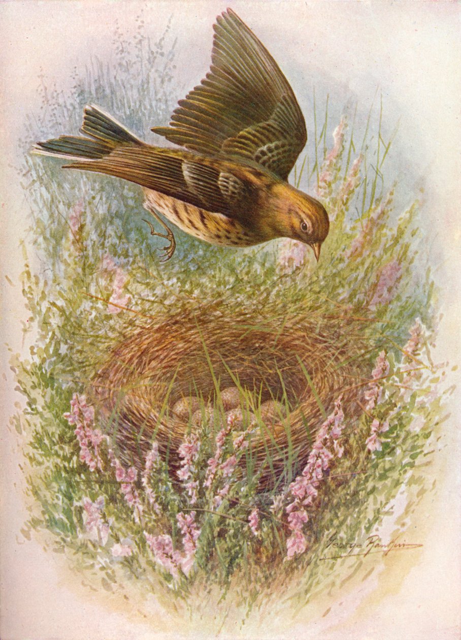 Pipit luční nebo sýkorka - Anthus pratensis, c1910, 1910 od George James Rankin