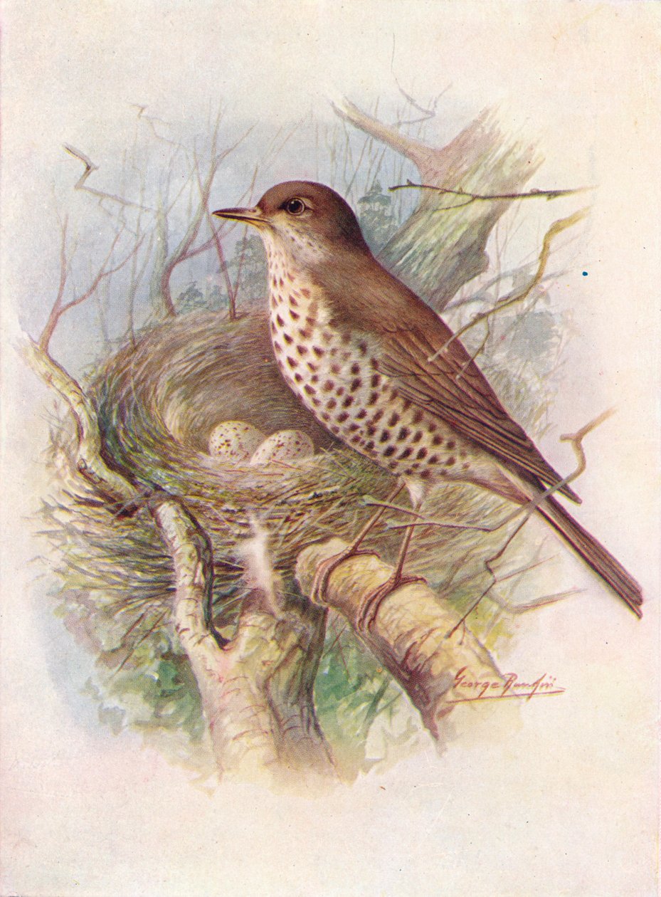Drozd jmelí - Turdus viscivorus, c1910, 1910 od George James Rankin