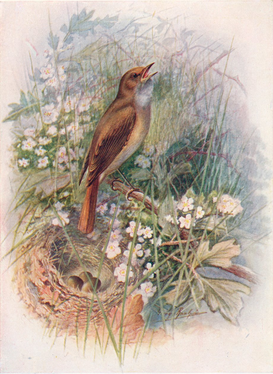 Slavík - Daulias luscinia, c1910, 1910 od George James Rankin