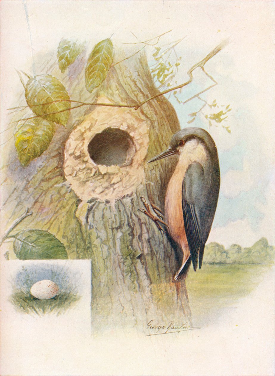 Nut-Hatch - Sitta caesia, c1910, 1910 od George James Rankin