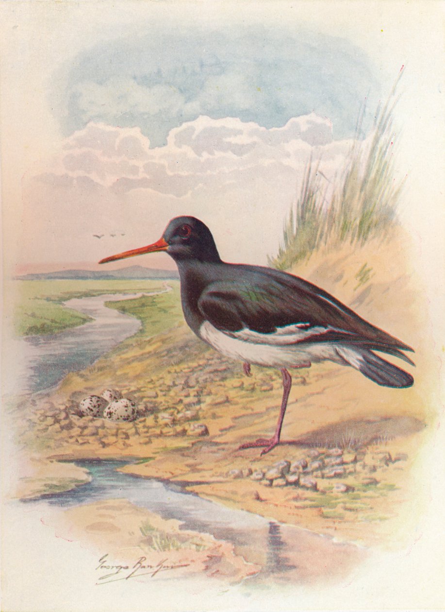 Oyster-Catcher - Haematopus ostralegus, c1910, 1910 od George James Rankin