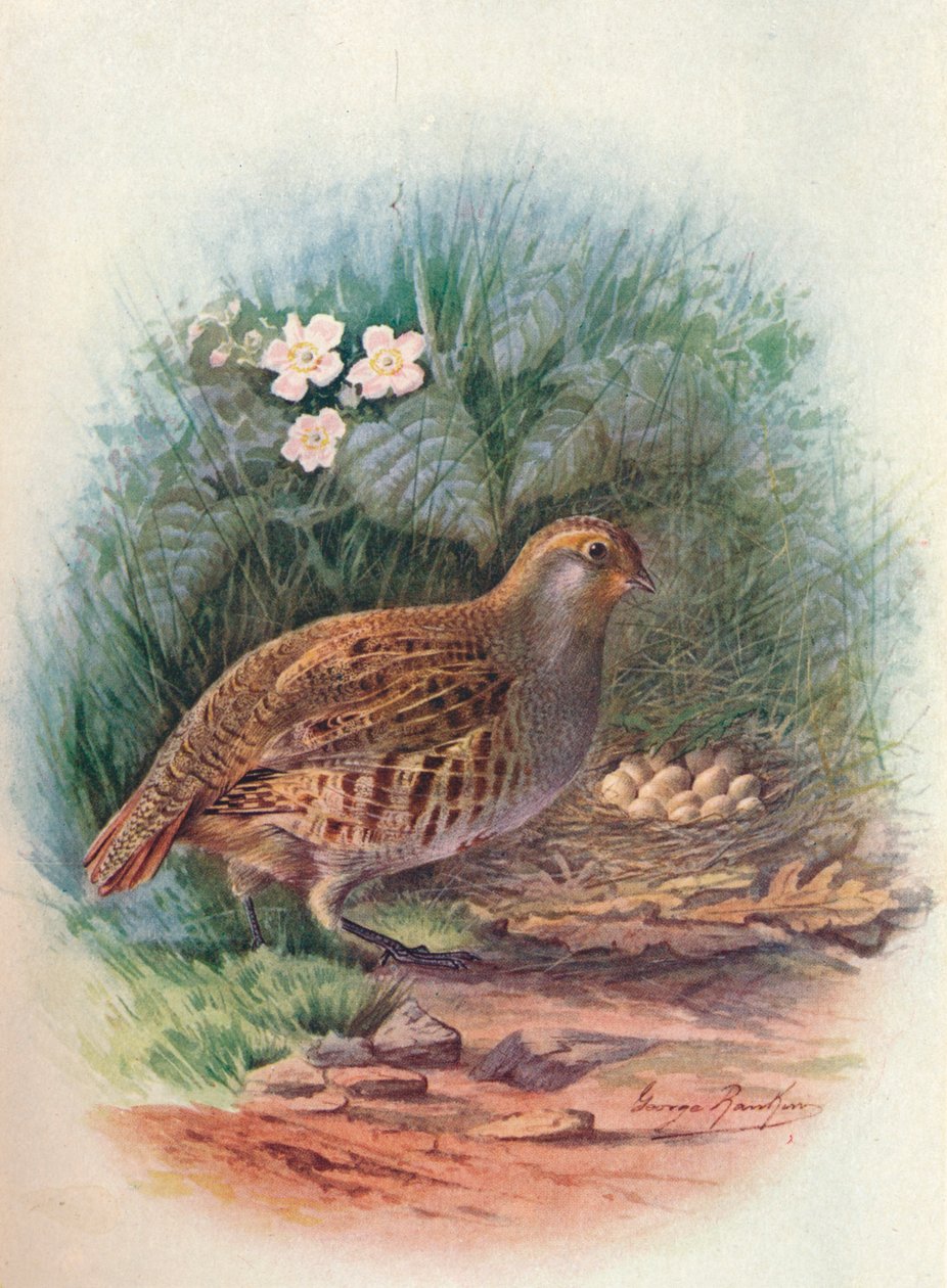 Koroptev - Perdix cinerea, c1910, 1910 od George James Rankin