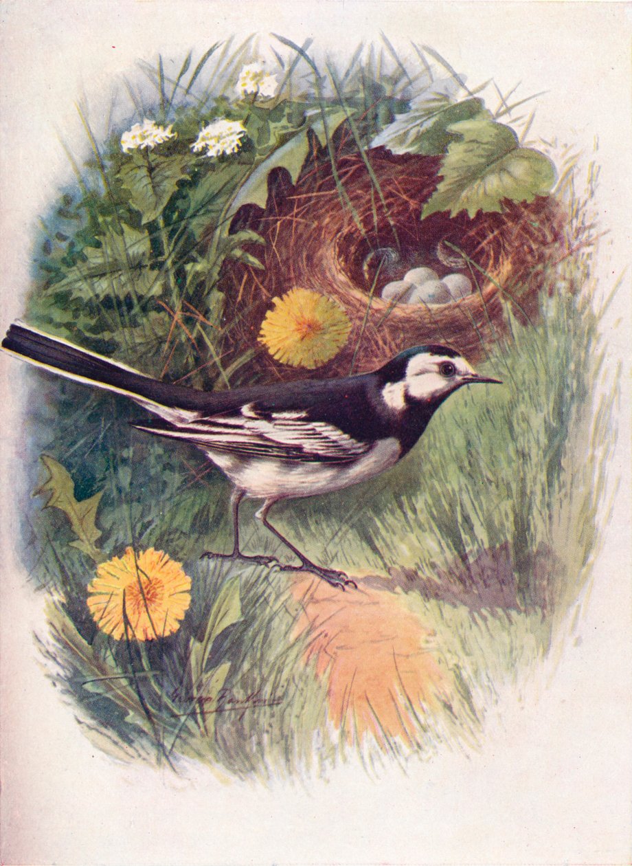 Konipas strakatý - Motacilla lugubris, c1910, 1910 od George James Rankin