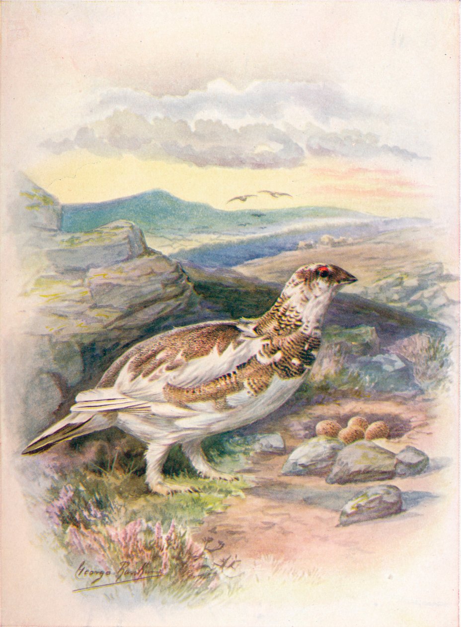 Ptarmigan - Lagopus mutus, c1910, 1910 od George James Rankin
