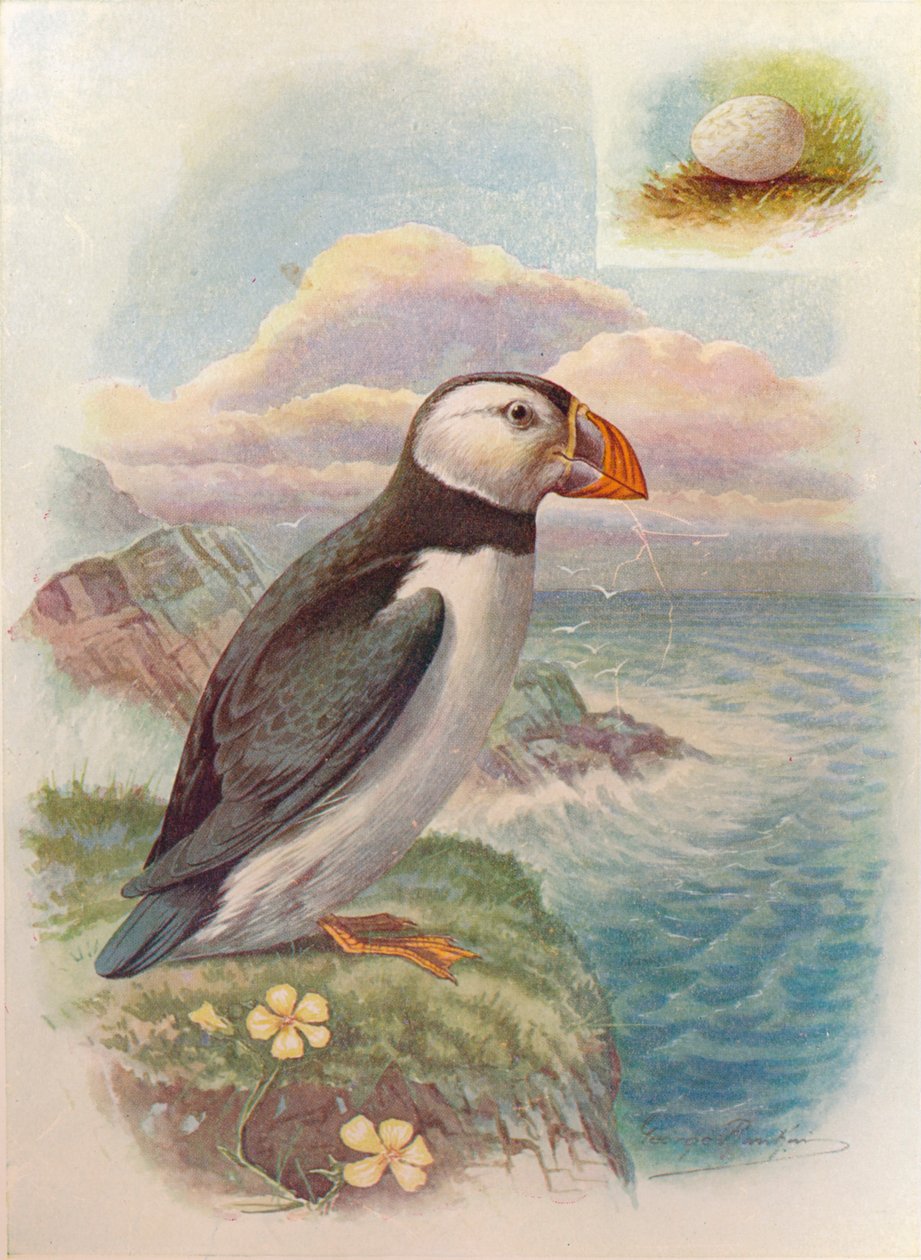 Puffin - Fratercula arctica, c1910, 1910 od George James Rankin