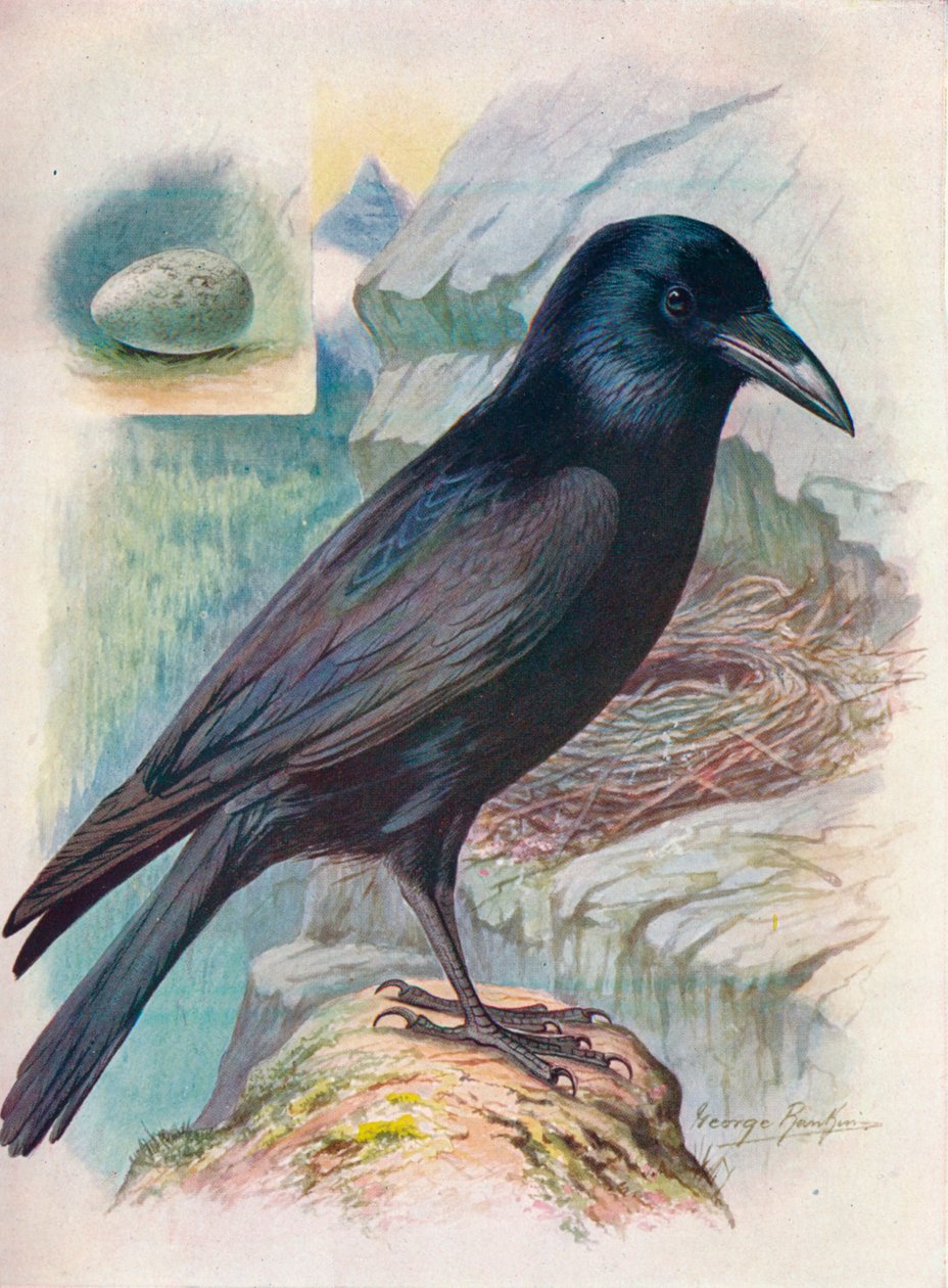 Raven - Corvus corax, c1910, 1910 od George James Rankin