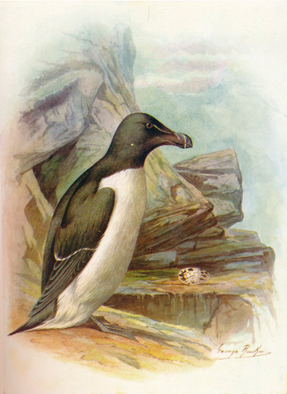 Razorbill - Alca torda, c1910, 1910 od George James Rankin