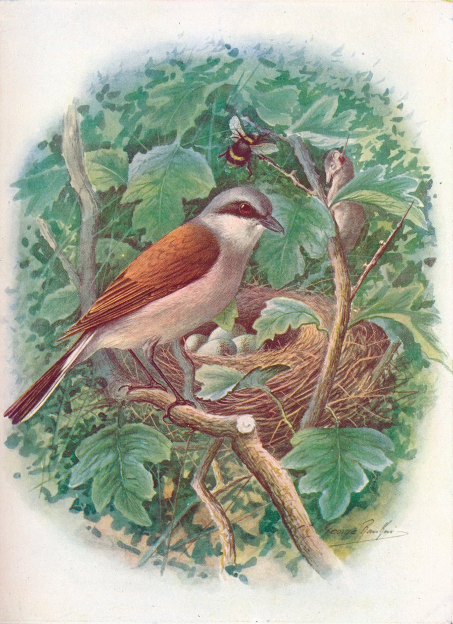Ťuhýk rudohřbetý - Lanius collurio, c1910, 1910 od George James Rankin