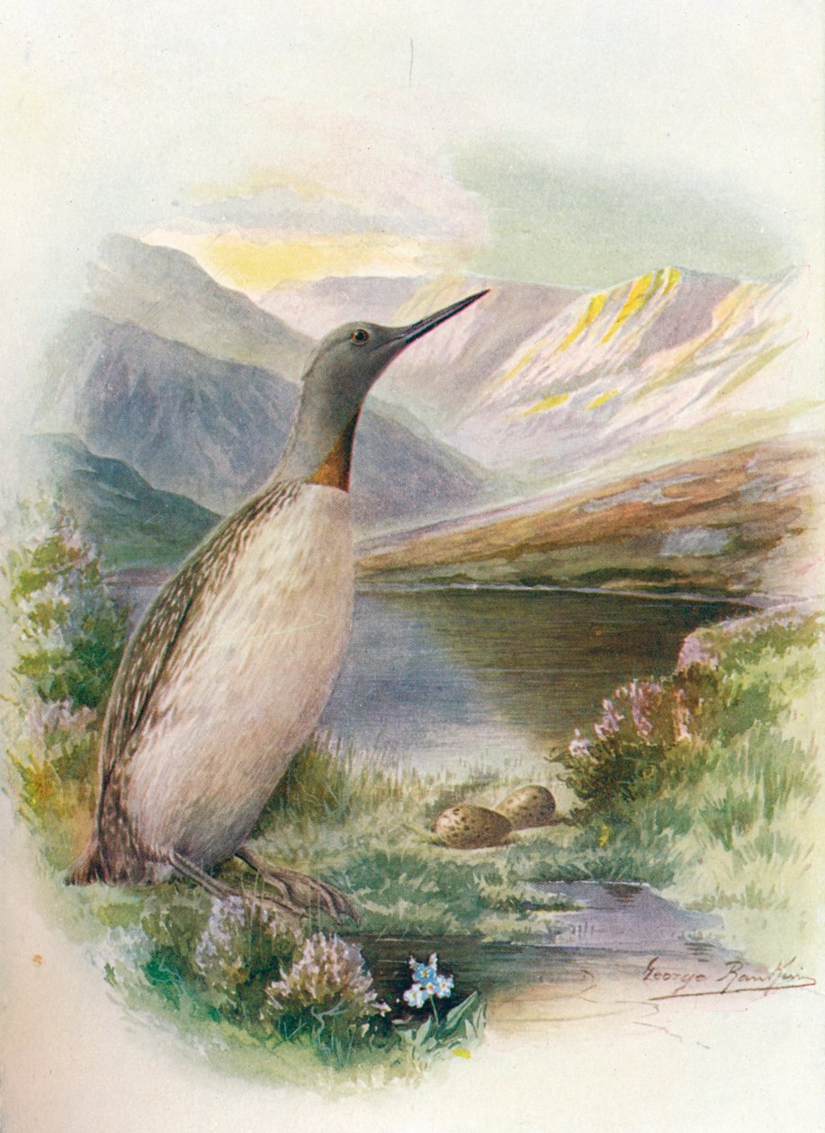 Potápěč červenohrdlý - Colymbus septentrionalis, c1910, 1910 od George James Rankin