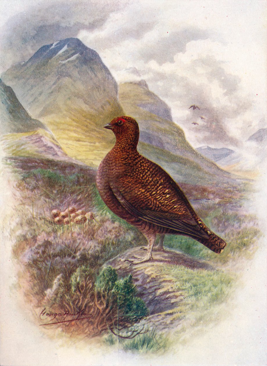 Tetřev obecný - Lagopus scoticus, c1910, 1910 od George James Rankin