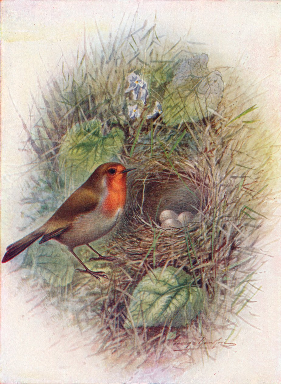 Redbreast nebo Robin - Erithacus rubecula, c1910, 1910 od George James Rankin