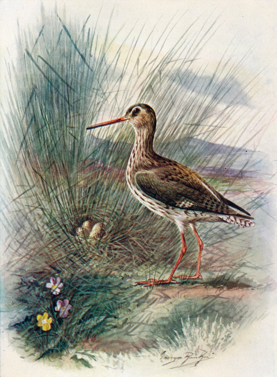 Redshank - Totanus calidris, c1910, 1910 od George James Rankin