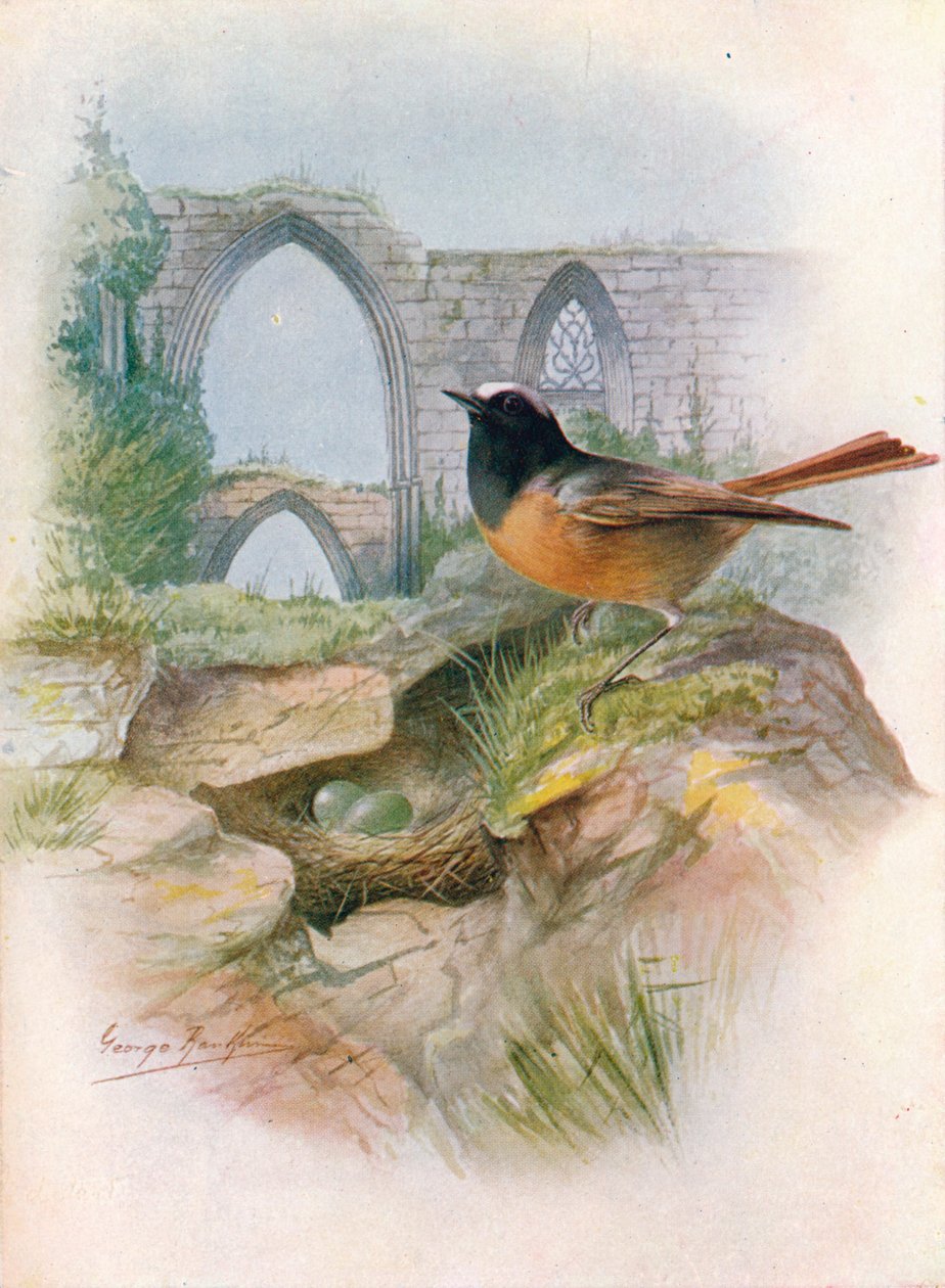 Redstart - Ruticilla phoenicurus, c1910, 1910 od George James Rankin