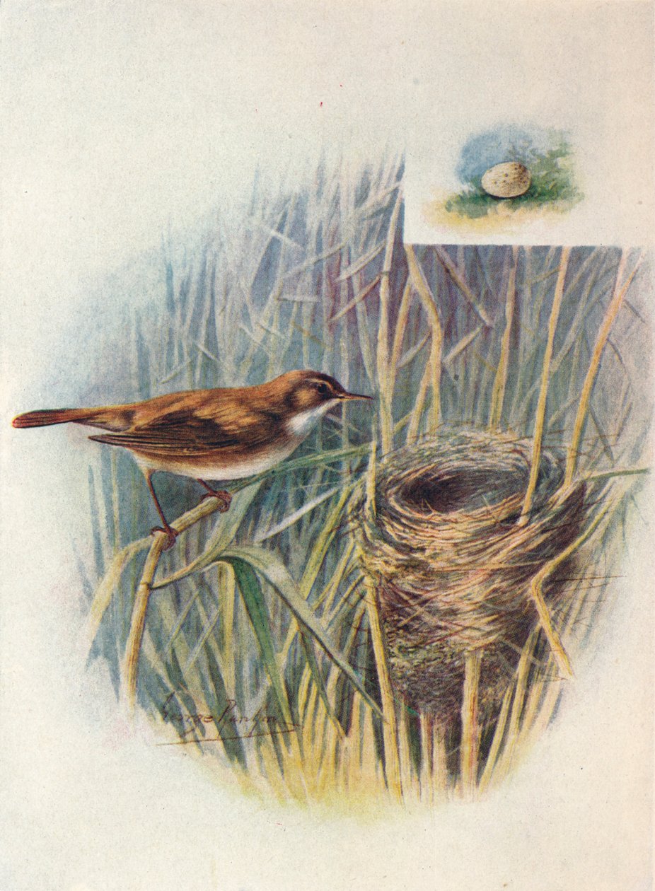 Rákosník - Acrocephalus streperus, c1910, 1910 od George James Rankin