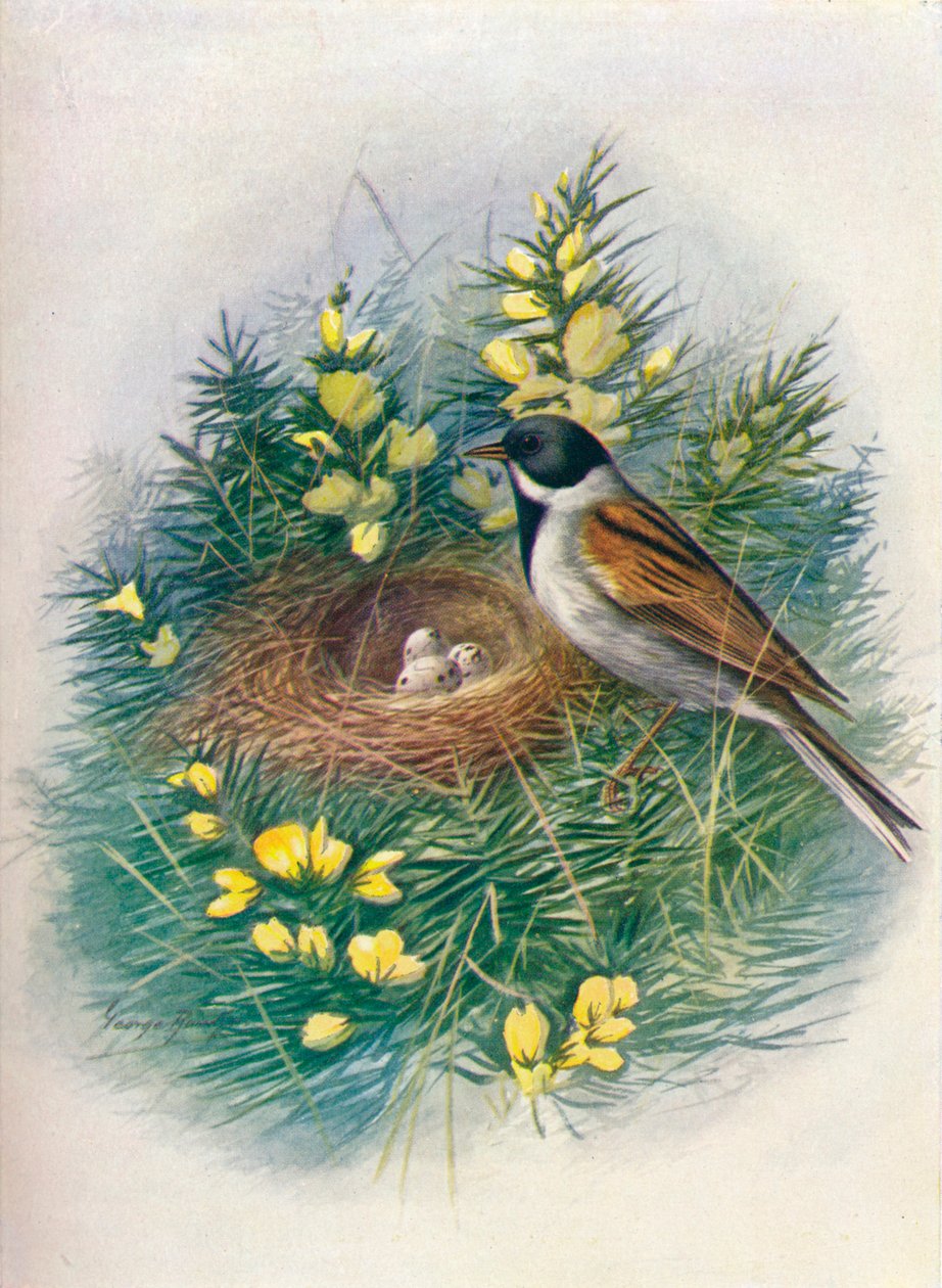 Strnad rákosový - Embriza schoeniclus, c1910, 1910 od George James Rankin