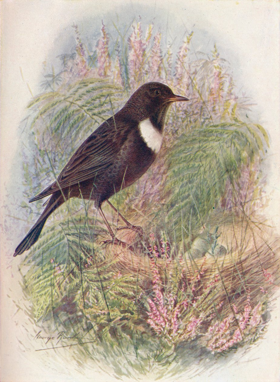 Ring-Ousel - Turdus torquatus, c1910, 1910 od George James Rankin