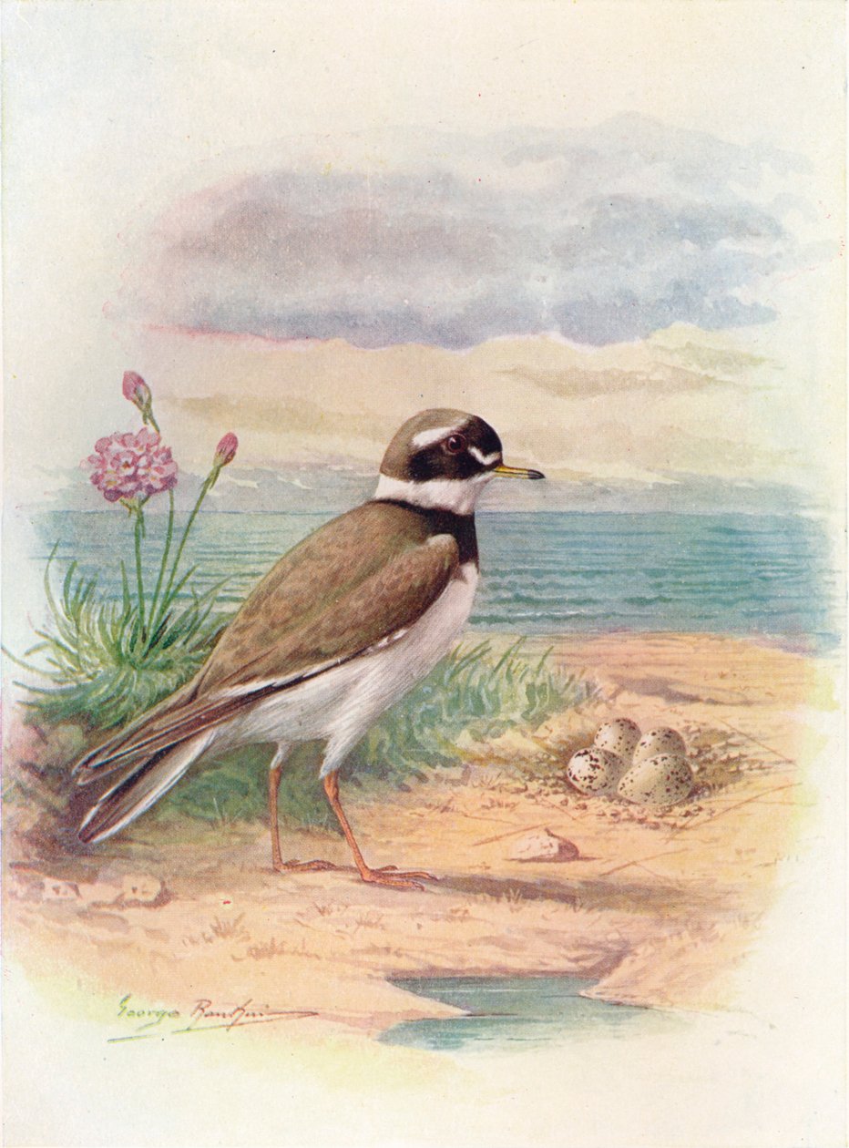 Kulík kroužkovaný - Aegialitis hiaticola, c1910, 1910 od George James Rankin