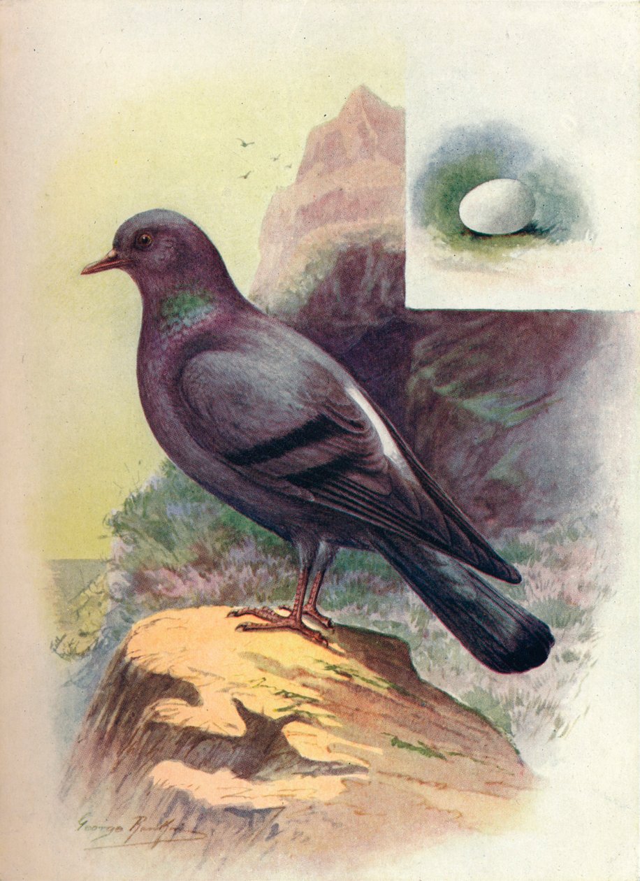 Rock-Pigeon - Columba livia, c1910, 1910 od George James Rankin