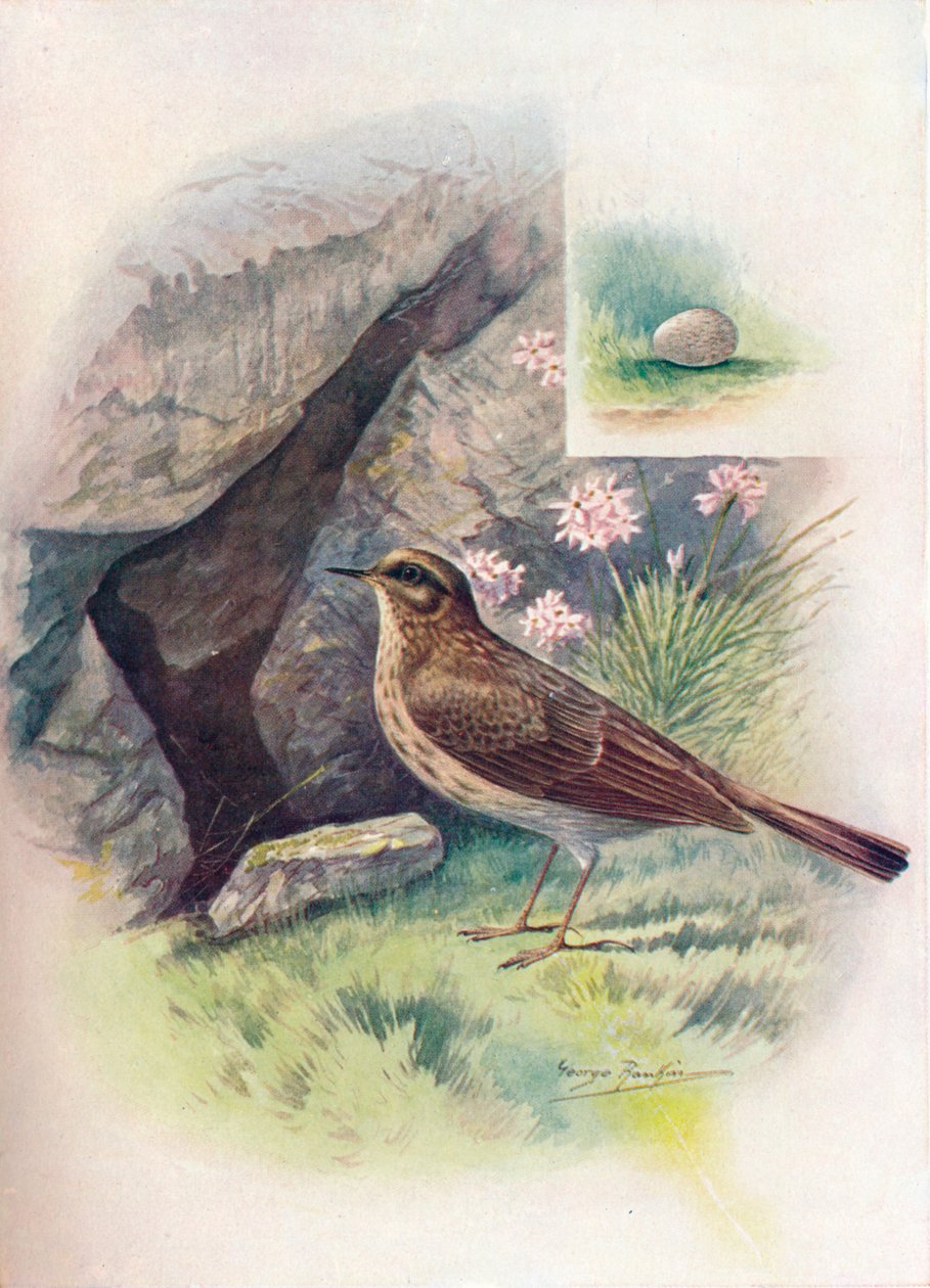 Rock-Pipit - Anthus obscurus, c1910, 1910 od George James Rankin