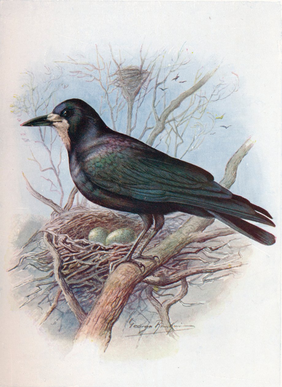 Věž - Corvus frugilegus, c1910, 1910 od George James Rankin