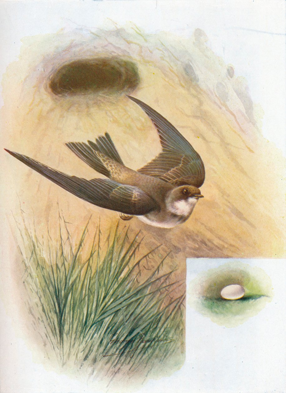Sand-Martin - Cotile riparia, c1910, 1910 od George James Rankin