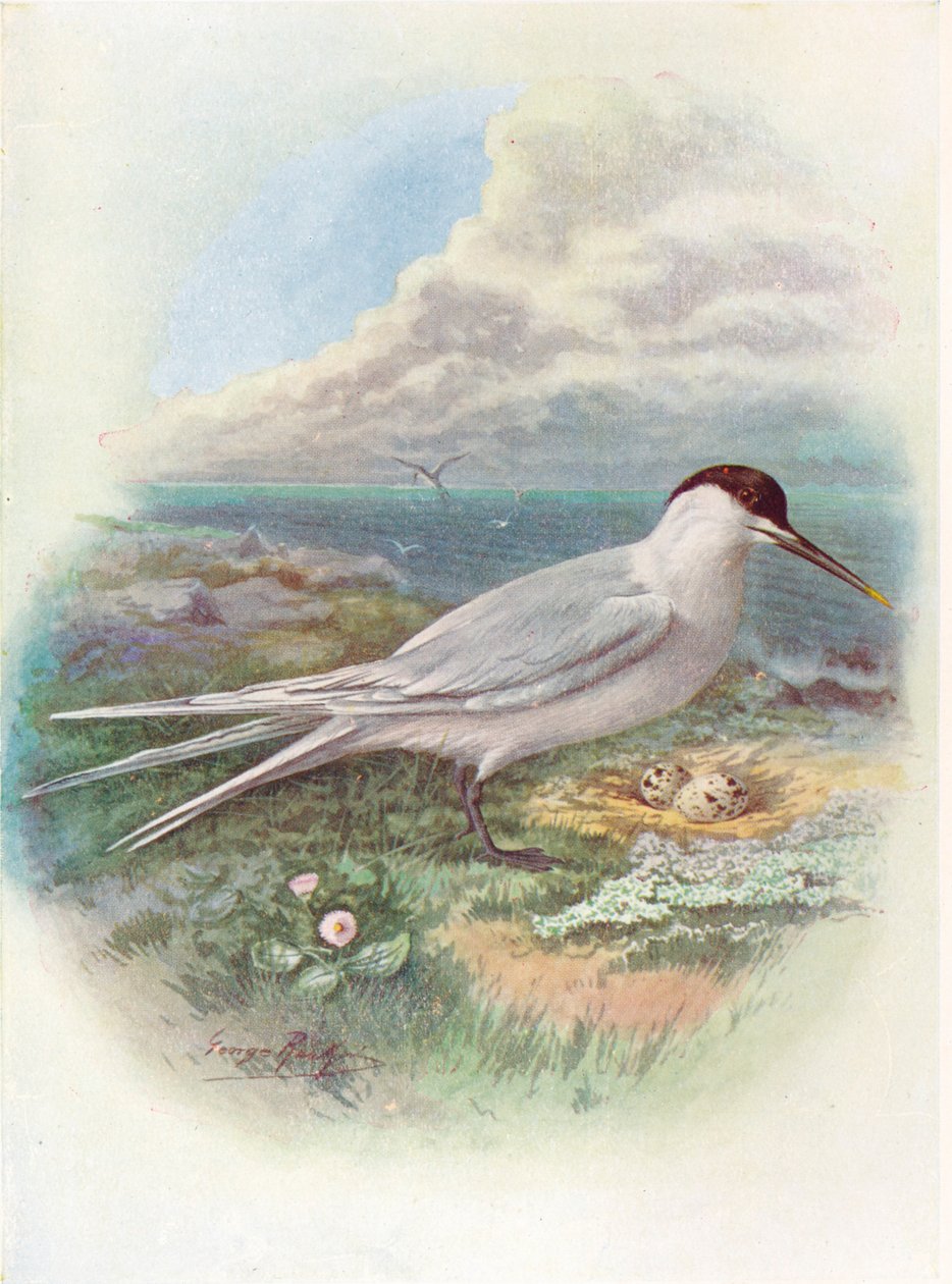 Rybák sendvičový - Sterna cantiaca, c1910, 1910 od George James Rankin
