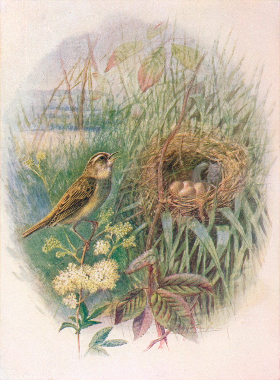 Ostřice - Acrocephalus phragmitis, c1910, 1910 od George James Rankin