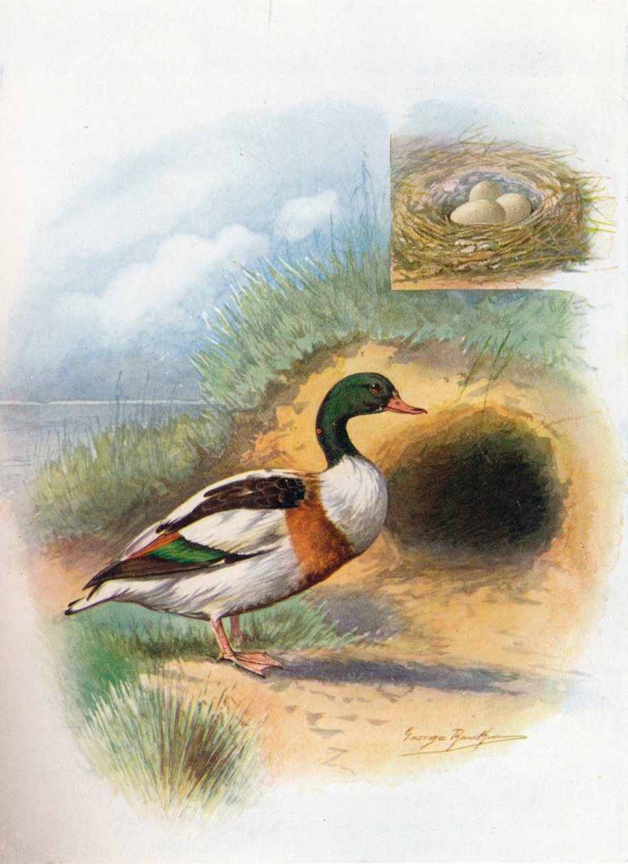 Sheld-Duck nebo Sheldrake - Tadorna cornuta, c1910, 1910 od George James Rankin