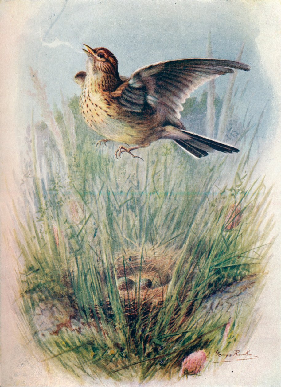 Skylark - Alauda arvensis, c1910, 1910 od George James Rankin