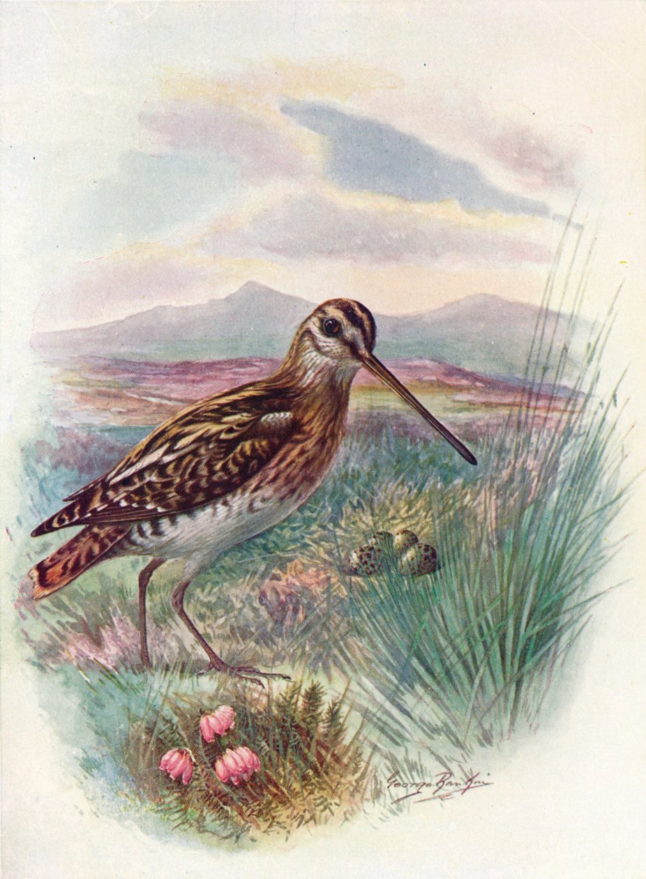 Snipe - Gallinago coelestis, c1910, 1910 od George James Rankin
