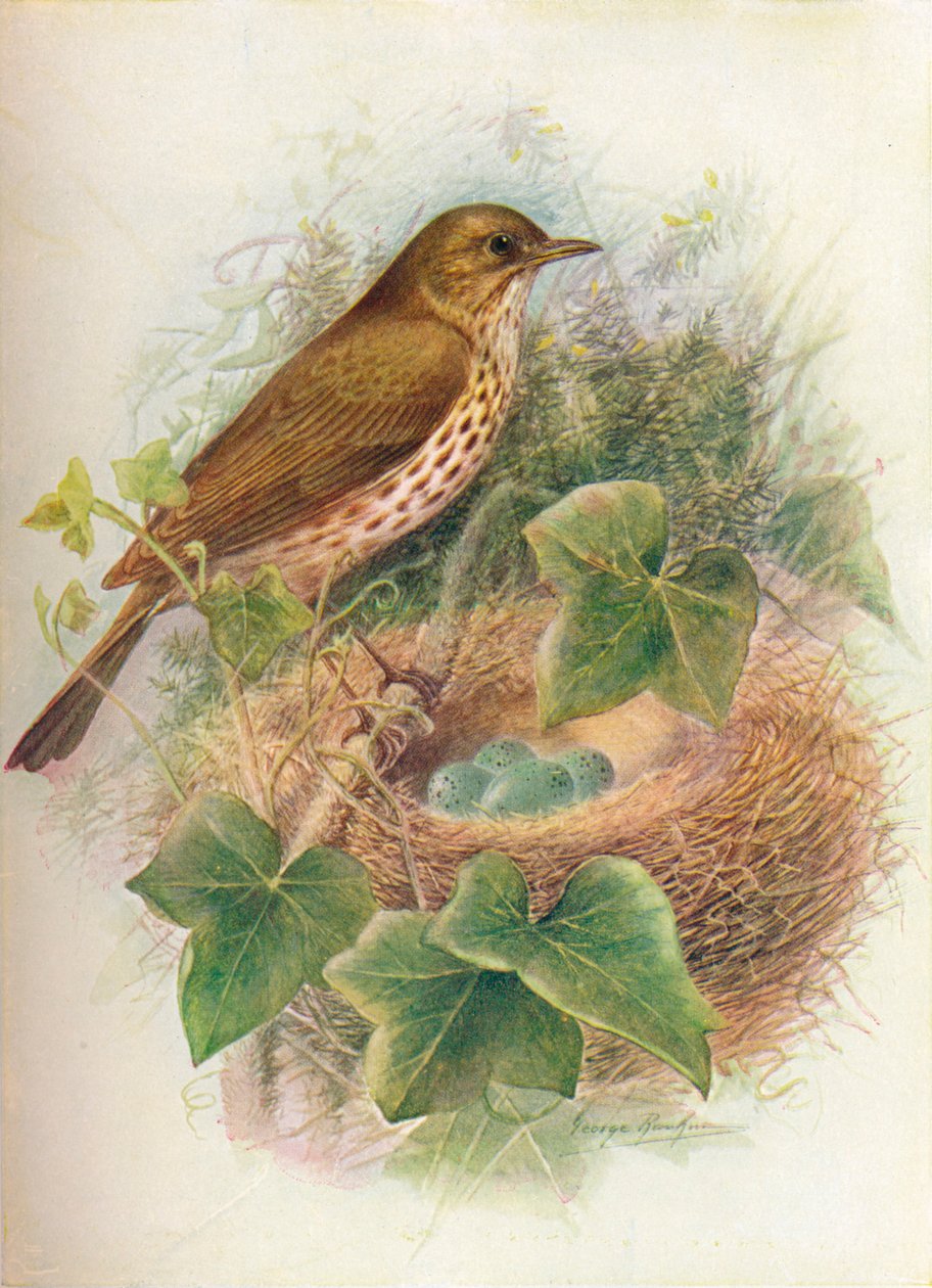 Drozd zpěvný nebo Mavis - Turdus musicus, c1910, 1910 od George James Rankin