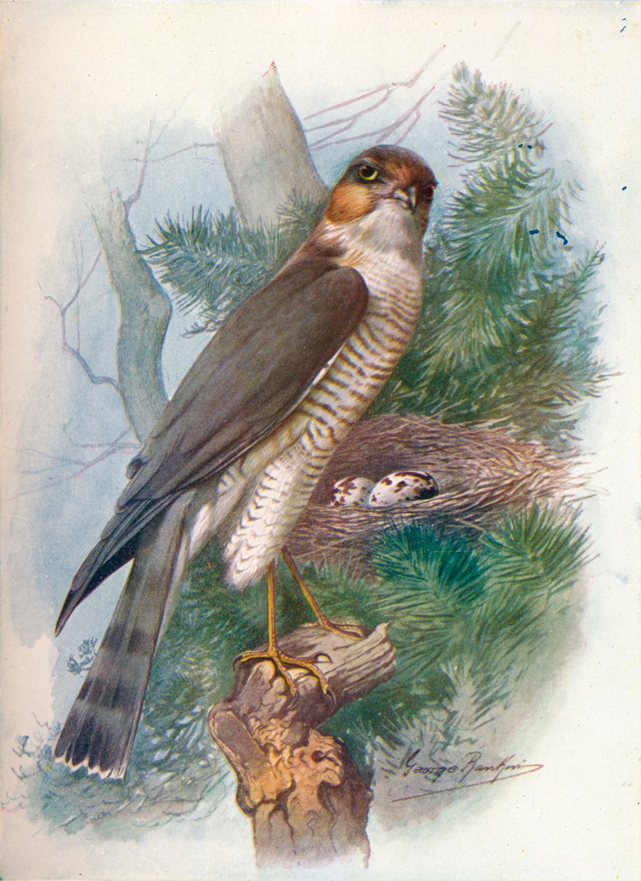 Sparrow-Hawk - Accipiter nisus, c1910, 1910 od George James Rankin