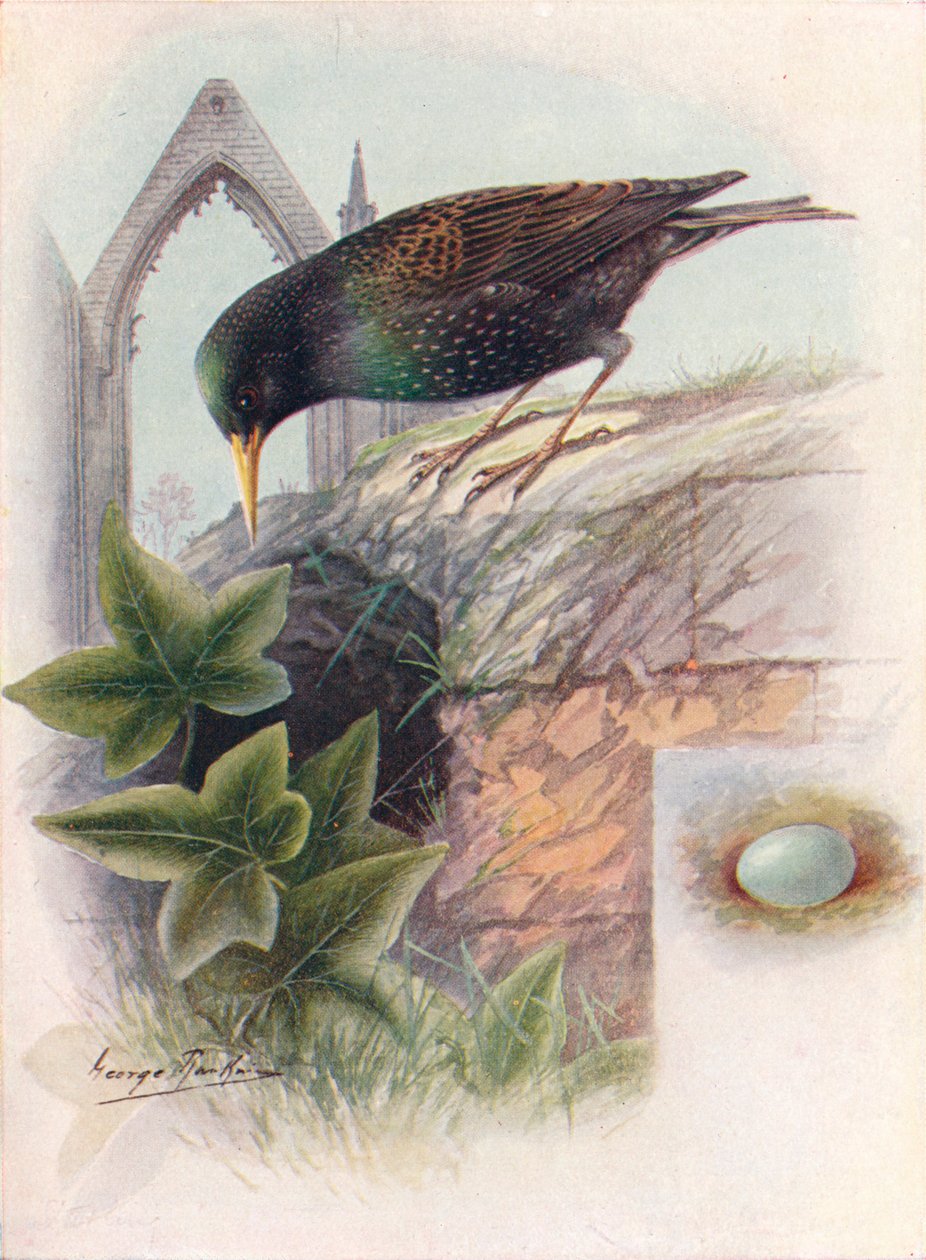 Špaček - Sturnus vulgaris, c1910, 1910 od George James Rankin