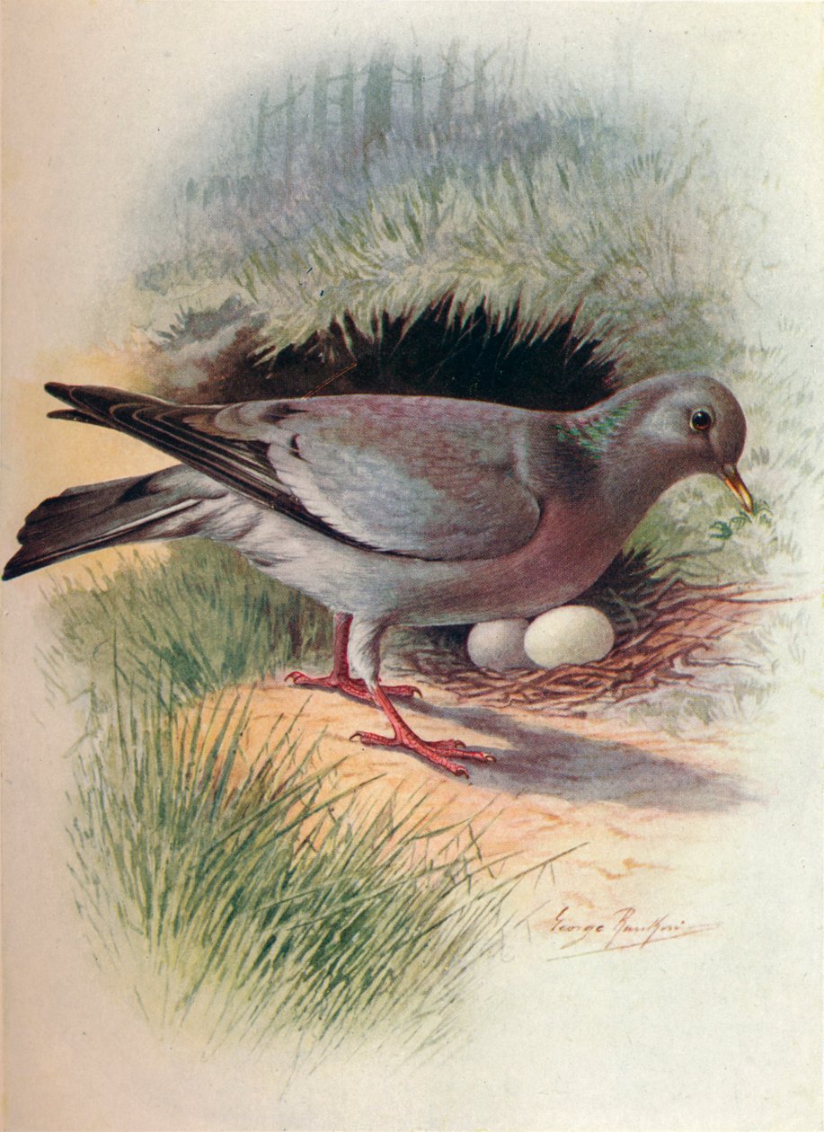 Stock-Dove - Columba oenas, c1910, 1910 od George James Rankin