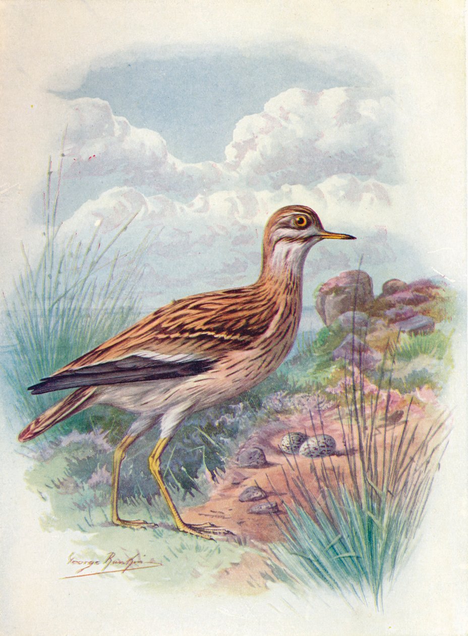Stone-Curlew, Norfolk Kulík nebo tlusté koleno - OEdicnemus scolopax, c1910, 1910 od George James Rankin