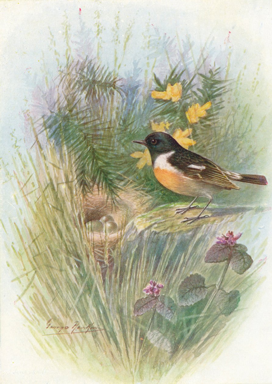 Stonechat - Pratincola rubicola, c1910, 1910 od George James Rankin