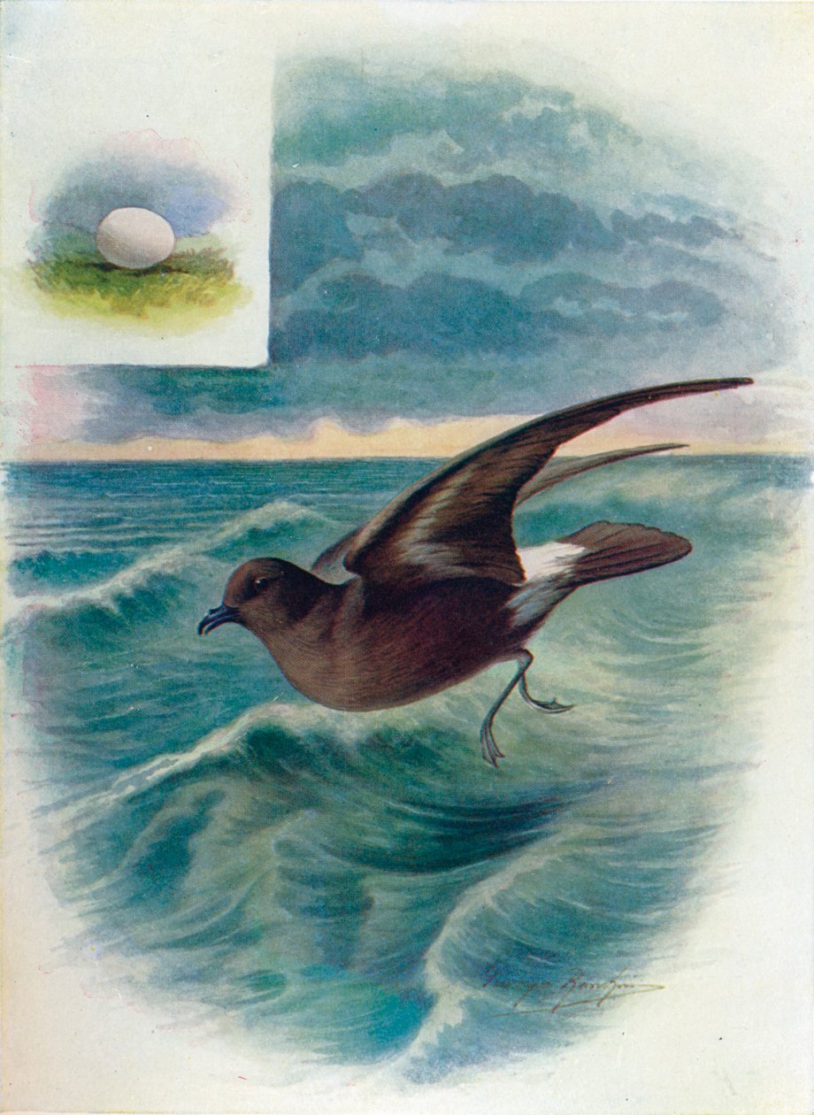 Bouřník bouřkový - Procellaria pelagica, c1910, 1910 od George James Rankin