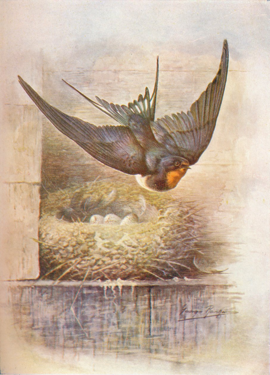 Vlaštovka - Hirundo rustica, c1910, 1910 od George James Rankin
