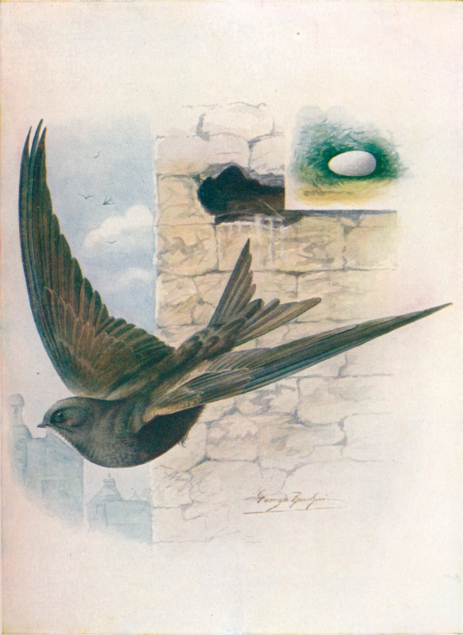 Swift - Cypselus apus, c1910, 1910 od George James Rankin