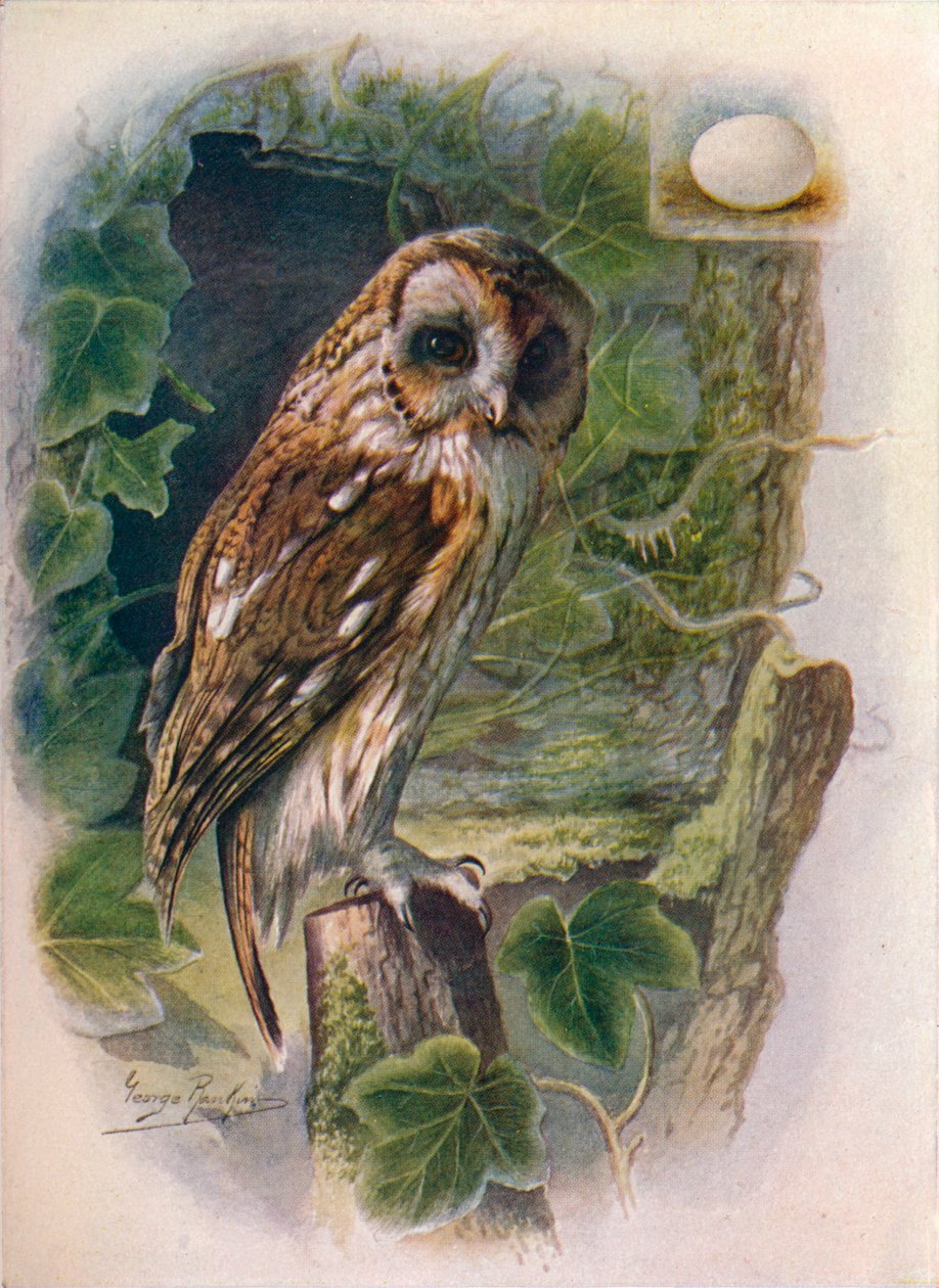 Sova hnědá nebo hnědá - Syrnium aluco, c1910, 1910 od George James Rankin