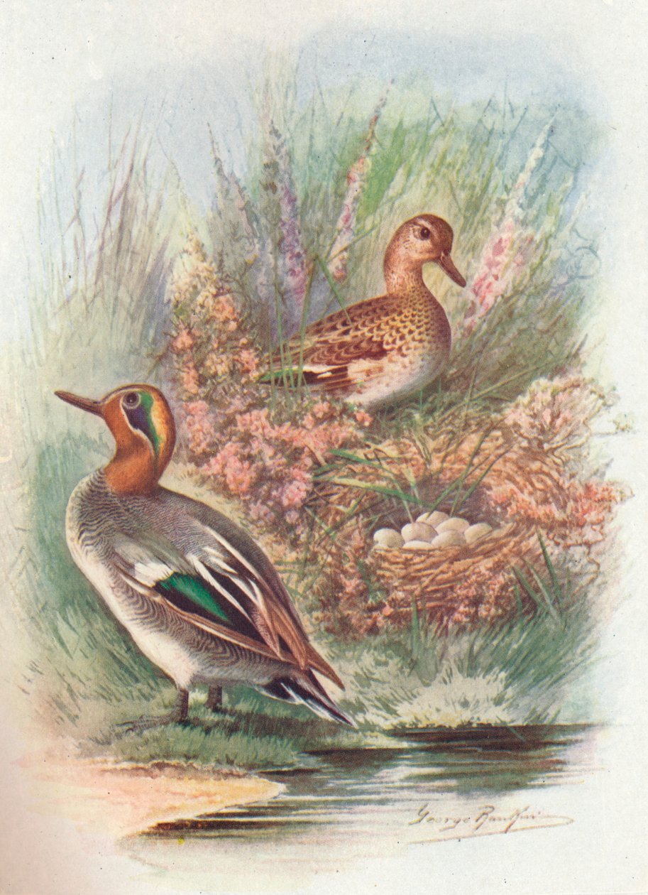 Teal - Nettion crecca, c1910, 1910 od George James Rankin