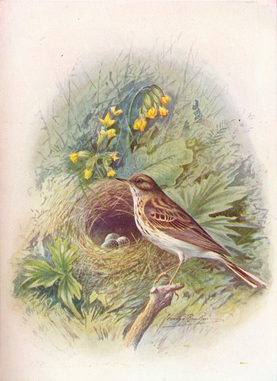 Pipit stromový - Anthus trivialis, c1910, 1910 od George James Rankin