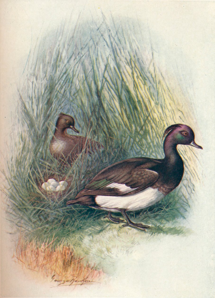 Kachna chocholatá - Fuligula cristata, c1910, 1910 od George James Rankin